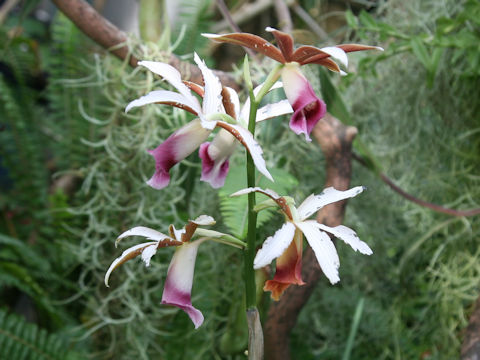Phaius tancarvilleae