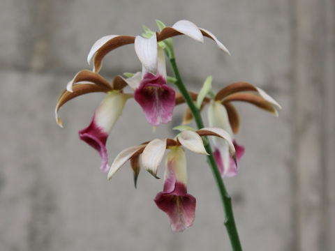 Phaius tancarvilleae