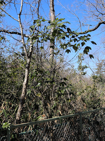 Dendropanax trifidus