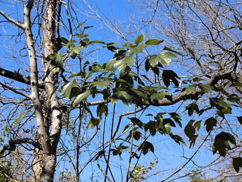 Dendropanax trifidus