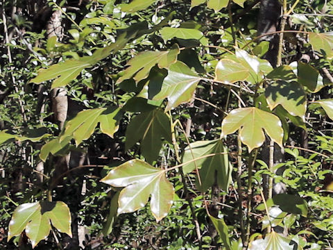 Dendropanax trifidus