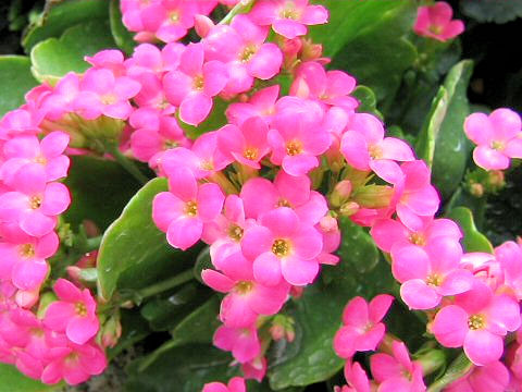 Kalanchoe blossfeldiana cv.