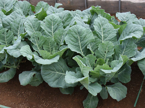 Brassica oleracea var. acephala cv. Collar Esthe