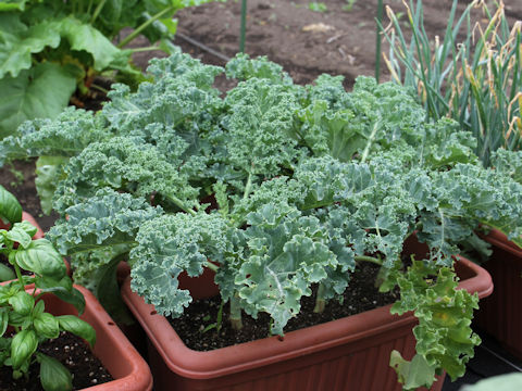 Brassica oleracea var. acephala cv. Verde