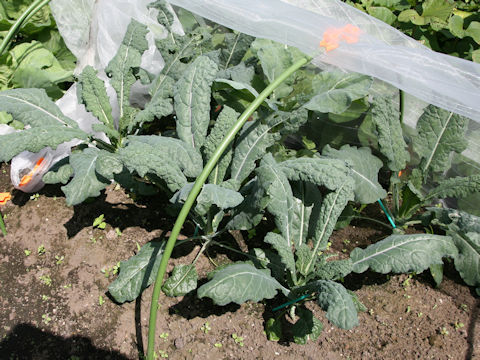 Brassica oleracea var. acephala cv. Cavolo nero