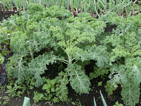 Brassica oleracea var. acephala cv. Carino