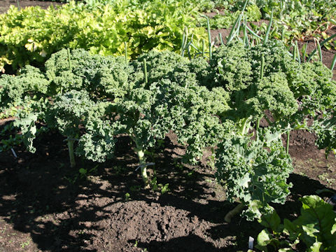 Brassica oleracea var. acephala cv. Carino