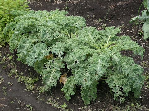 Brassica oleracea var. acephala cv. Carino