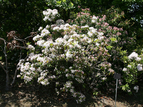 Kalmia latifolia