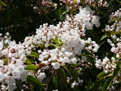 Kalmia latifolia