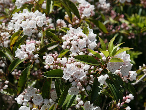 Kalmia latifolia