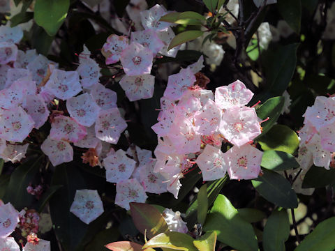Kalmia latifolia