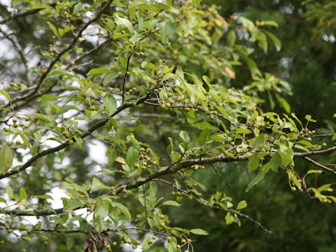 Pourthiaea vilosa var. laevis