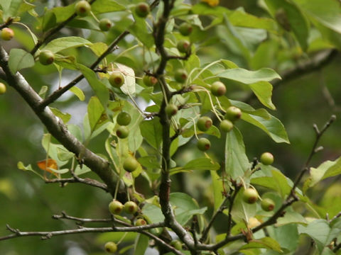 Pourthiaea vilosa var. laevis