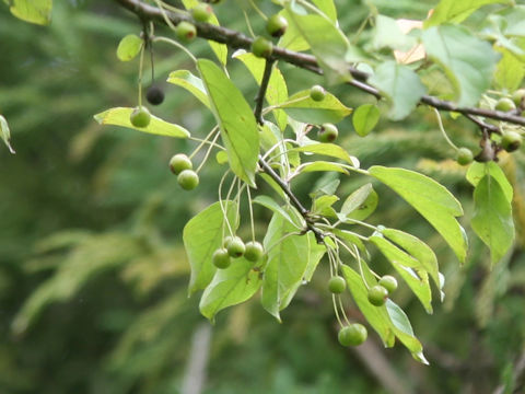 Pourthiaea vilosa var. laevis