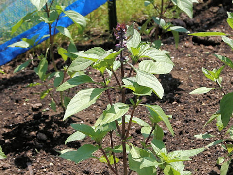 Ocimum tenuiflorum