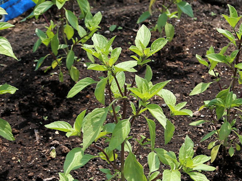 Ocimum tenuiflorum