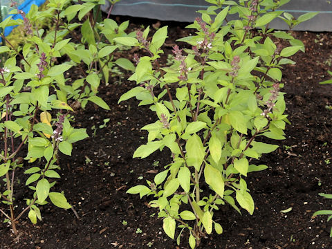 Ocimum tenuiflorum