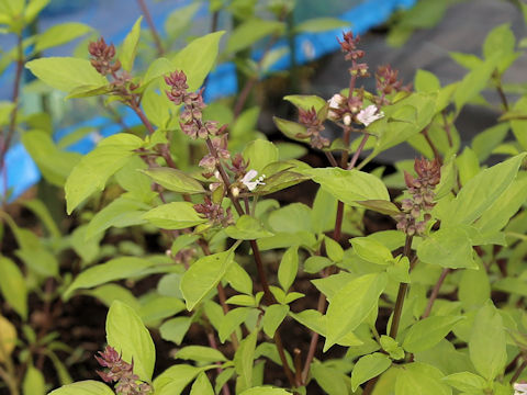 Ocimum tenuiflorum