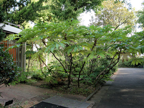 Tetrapanax papyriferus
