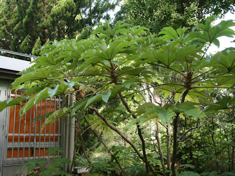 Tetrapanax papyriferus