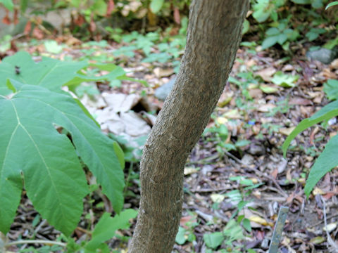 Tetrapanax papyriferus