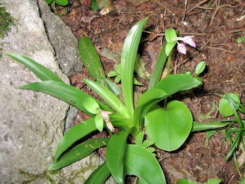 Orchis cyclochila