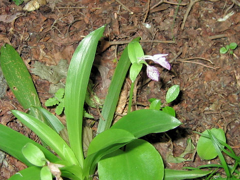 Orchis cyclochila