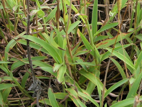 Ischaemum aristatum var. glaucum