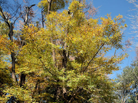 Lindera erythrocarpa