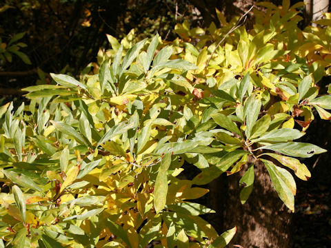 Lindera erythrocarpa