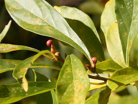 Lindera erythrocarpa