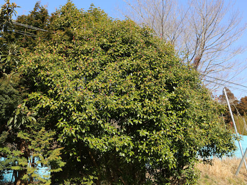 Photinia glabra