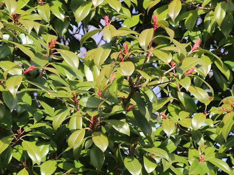 Photinia glabra