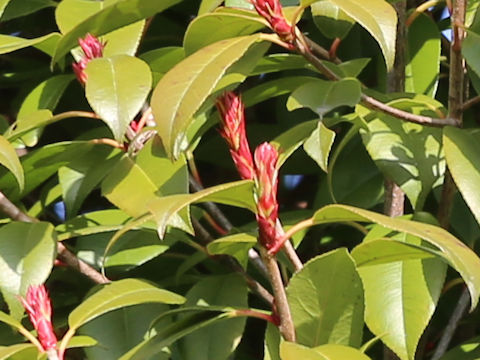 Photinia glabra