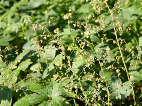 Humulus japonicus