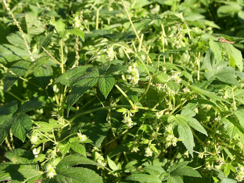 Humulus japonicus