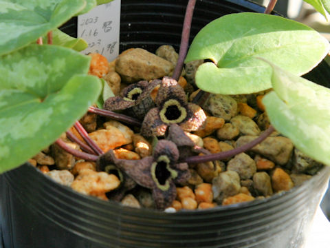 Asarum nipponicum var. nipponicum