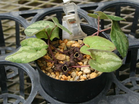 Asarum nipponicum var. nipponicum