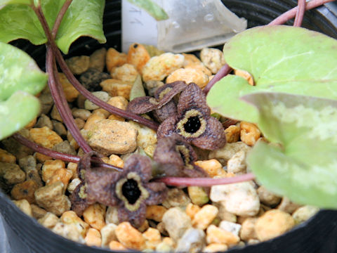 Asarum nipponicum var. nipponicum