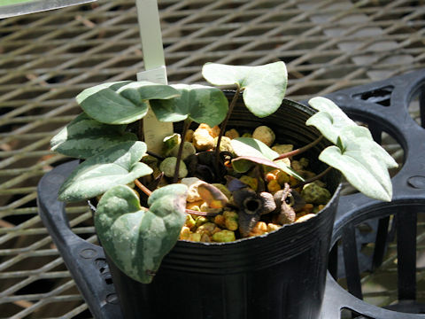 Asarum nipponicum var. nipponicum