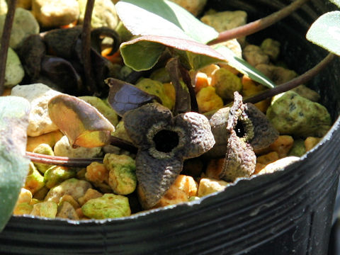 Asarum nipponicum var. nipponicum