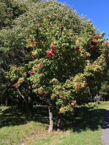 Viburnum opulus var. calvescens