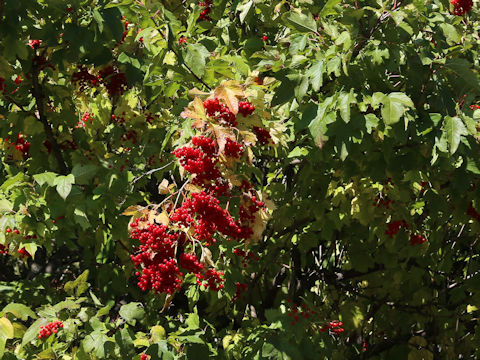 Viburnum opulus var. calvescens