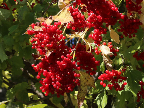 Viburnum opulus var. calvescens