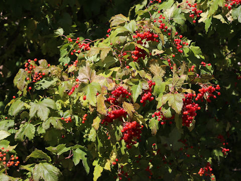 Viburnum opulus var. calvescens