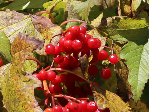 Viburnum opulus var. calvescens