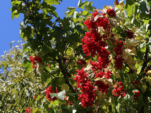 Viburnum opulus var. calvescens
