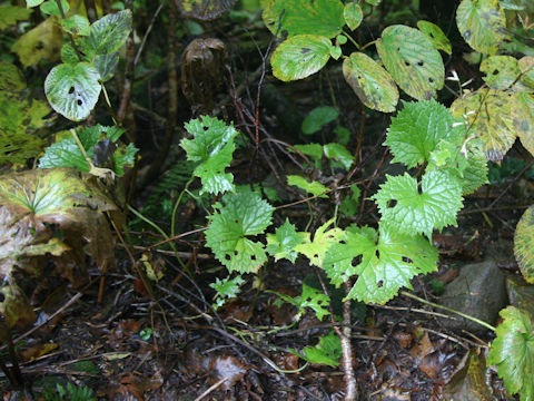 Parasenecio adenostyloides