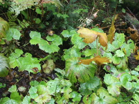 Parasenecio adenostyloides